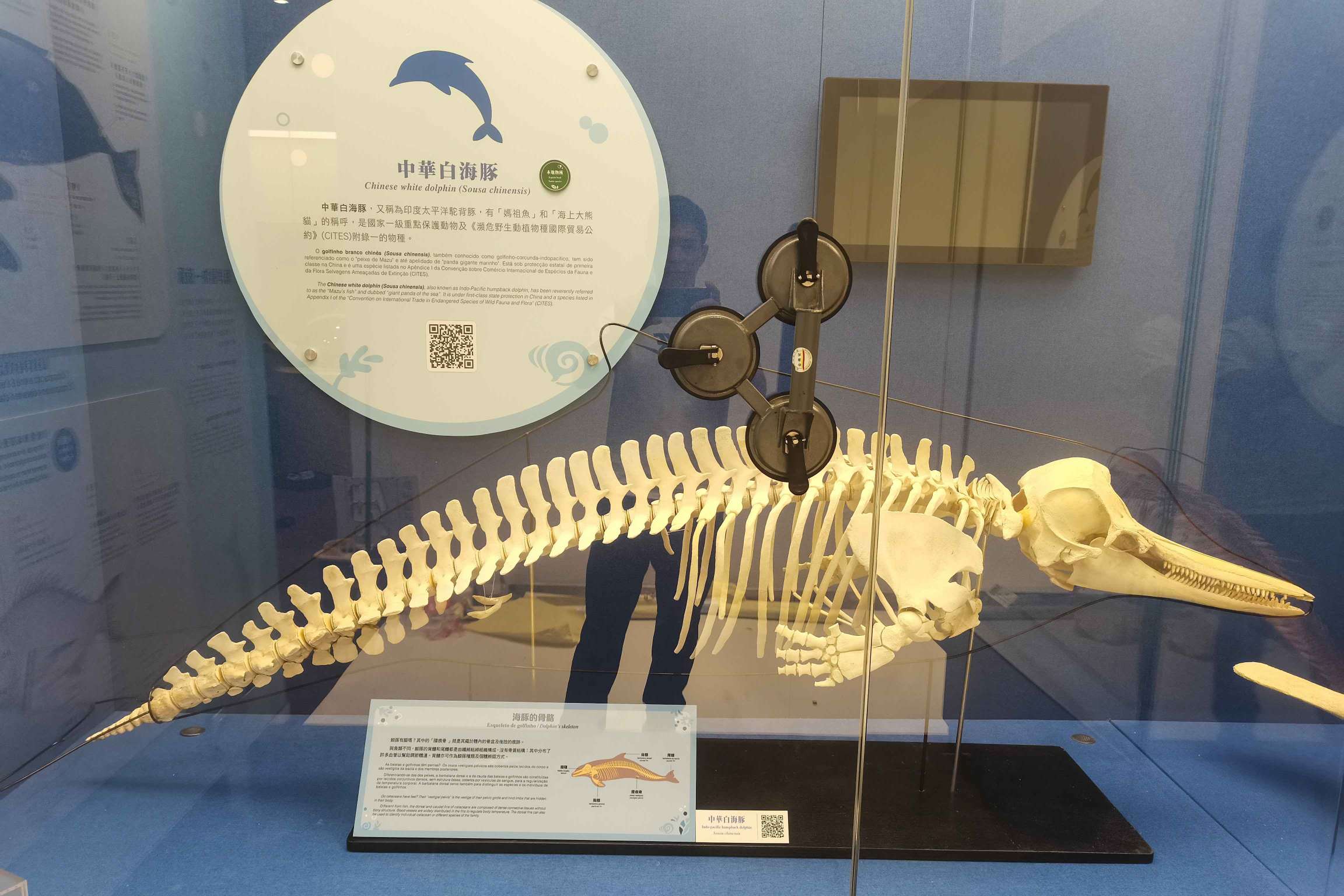 優化及特展室策劃設計製作安裝-澳門動物標本館